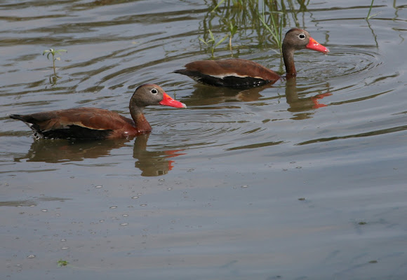 Spotting Image 1