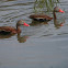 Black-bellied Whistling Duck