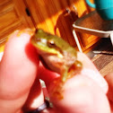 Squirrel Treefrog