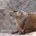 Black-tailed Prairie Dog
