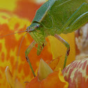katydid