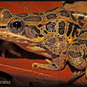 Pickerel Frog