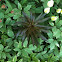 Unknown spotting
