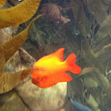 Garibaldi