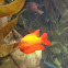 Garibaldi