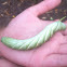 Rustic Sphinx Caterpillar