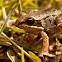 Wood Frog