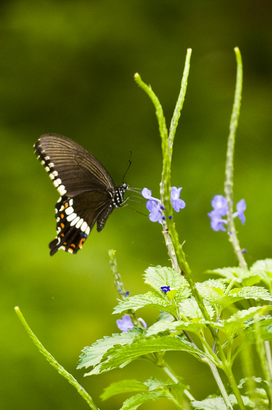 Common Mormon