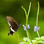 Common Mormon