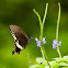 Common Mormon
