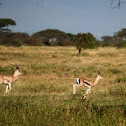 Thompson`s Antelopes hopping