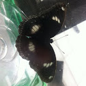 Common eggfly