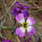 Cakile maritima