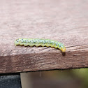 Alfalfa webworm