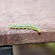 Alfalfa webworm