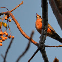 American Robin
