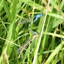 Damselflies
