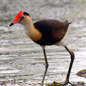 Comb-crested Jacana