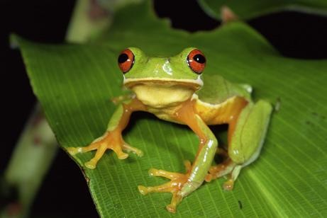 [frogfungus5.jpg]