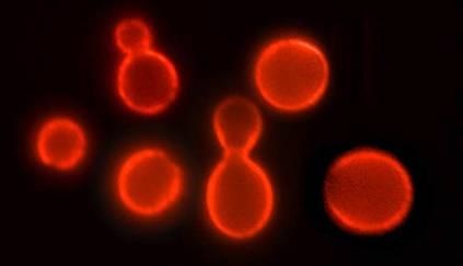 [yeast[7].jpg]