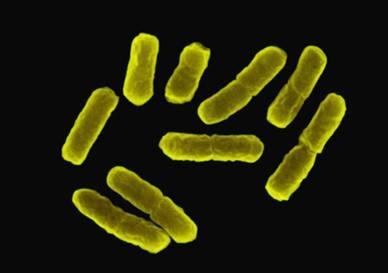 [bacteriaconvertssugar10.jpg]