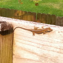 Brown Anole
