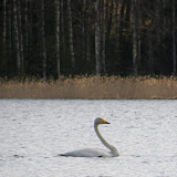 linnut