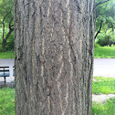 Ginkgo