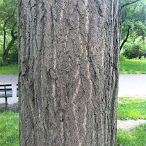 Fort Greene