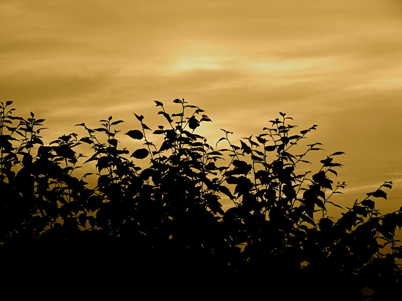 Silhouette in the hills of Himachal, Tarun Chandel Photoblog