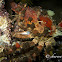 Common Decorator Crab