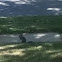 Unknown spotting
