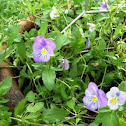 Pansy