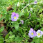 Pansy