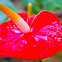 Royal Flush Anthurium