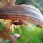 Lygaeus creticus