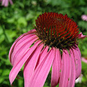 Coneflower