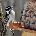 Downy Woodpecker