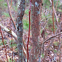 Highbush blueberry