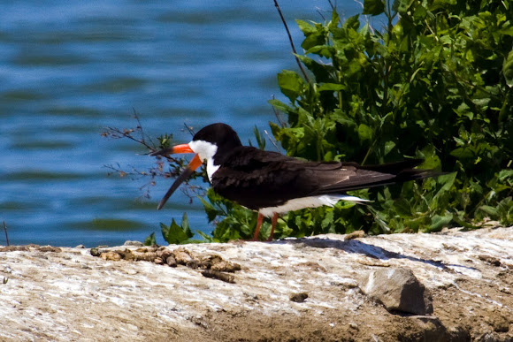 Spotting Image 1