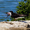 Black Skimmer