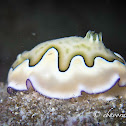 Co's Chromodoris