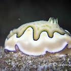 Co's Chromodoris
