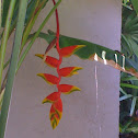 Heliconia