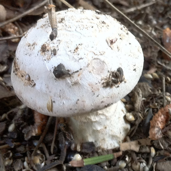 Spotting Image 1