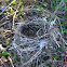 Nest