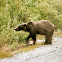 Grizzly Bear
