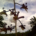 Eulophia Orchid