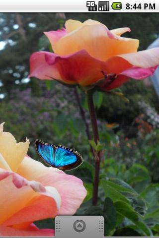 免費下載個人化APP|Butterfly Roses Live Wallpaper app開箱文|APP開箱王