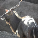 Nyala